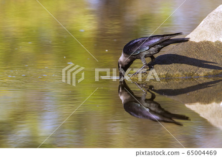 House crow in Arugam bay lagoon, Sri Lanka House crow in Arugam bay lagoon, Sri Lanka 65004469