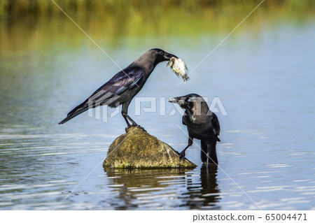 House crow in Arugam bay lagoon, Sri Lanka 65004471