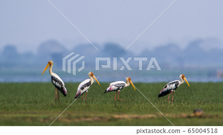 Painted Stork in Arugam bay lagoon, Sri Lanka 65004518