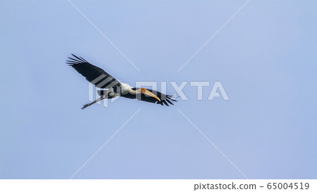 Painted Stork in Arugam bay lagoon, Sri Lanka Painted Stork in Arugam bay lagoon, Sri Lanka 65004519
