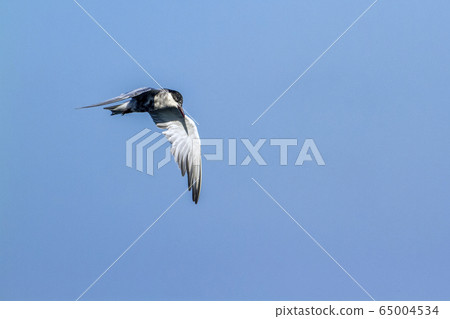 Whiskered Tern in Arugam bay lagoon, Sri Lanka 65004534