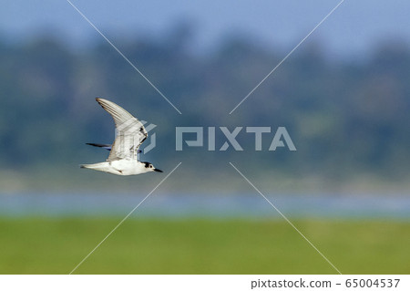 Whiskered Tern in Arugam bay lagoon, Sri Lanka 65004537