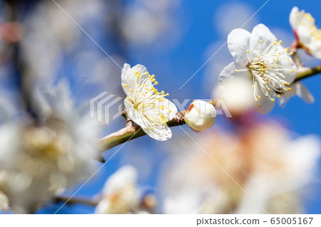 Full bloom, gorgeous white plums against the blue sky 65005167