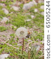 Dandelion seeds blooming on the green lawn 65005244