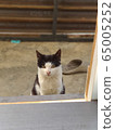 A cat sitting in the house 65005252