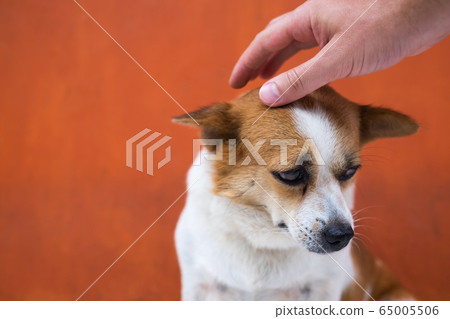 The owner strokes his dog on the head. She sits The owner strokes his dog on the head. She sits 65005506
