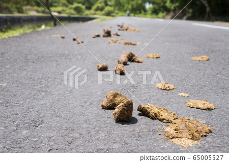 Small pile of horse shit or poo on a country side 65005527