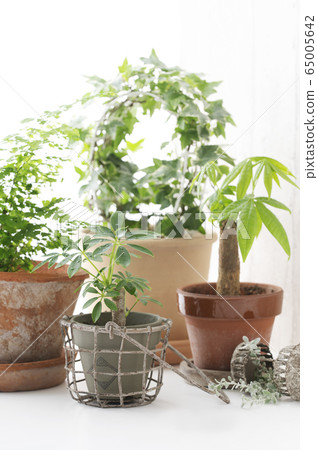 Plant decor interior Plant decor interior 65005642
