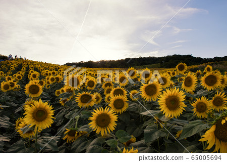 Sannokura高原的向日葵領域 65005694
