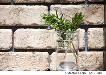 Rosemary	 65005803