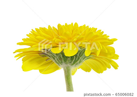 [非洲菊]（深度合成） 65006082