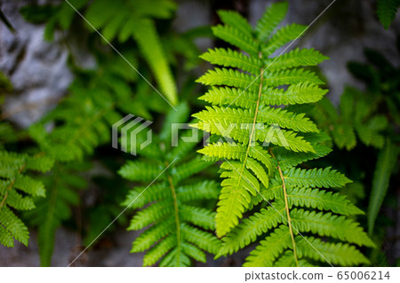 雨季的蕨類植物大島Am美 65006214