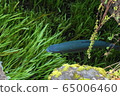 忍野八海鱒魚 65006460