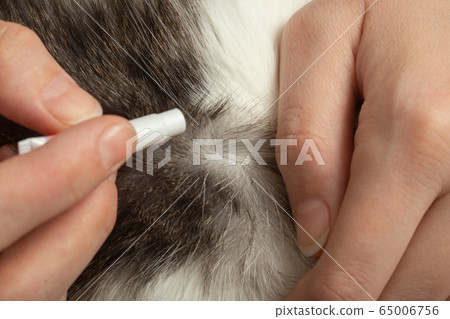 medicine against fleas medicine against fleas 65006756