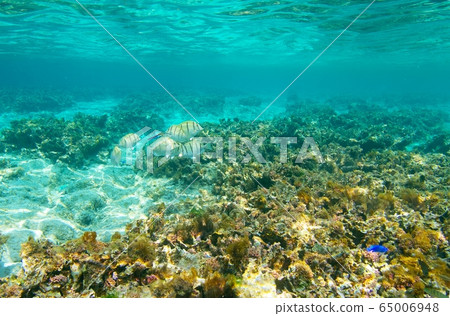 Sea creatures and blue Hateruma 65006948