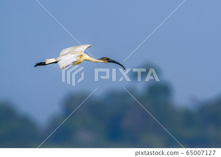 Black headed Ibis in Arugam bay lagoon, Sri Lanka 65007127