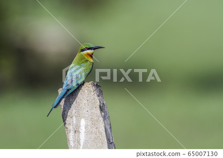 Blue tailed bee eater in Arugam bay lagoon, Sri 65007130