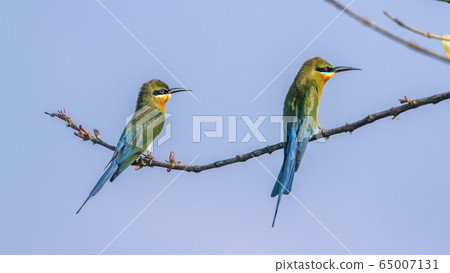 Blue tailed bee eater in Arugam bay lagoon, Sri 65007131