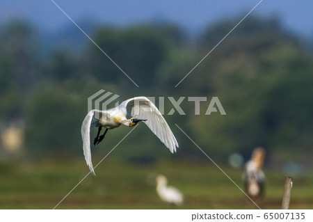 Eurasian spoonbill in Arugam bay lagoon, Sri Lanka 65007135