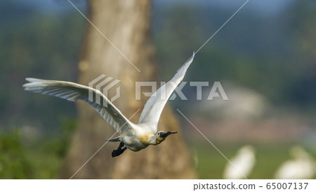 Eurasian spoonbill in Arugam bay lagoon, Sri Lanka Eurasian spoonbill in Arugam bay lagoon, Sri Lanka 65007137