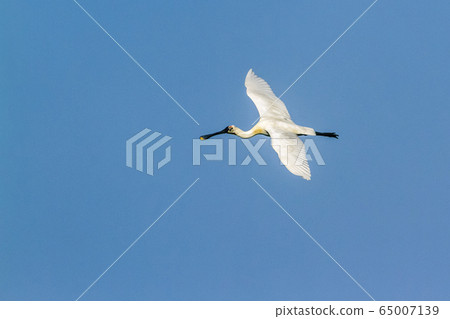 Eurasian spoonbill in Arugam bay lagoon, Sri Lanka 65007139