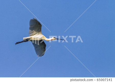 Eurasian spoonbill in Arugam bay lagoon, Sri Lanka Eurasian spoonbill in Arugam bay lagoon, Sri Lanka 65007141