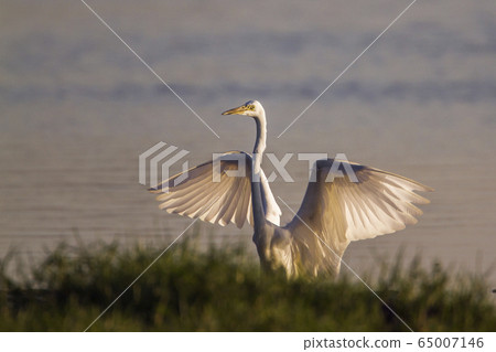 Great egret in Arugam bay lagoon, Sri Lanka 65007146