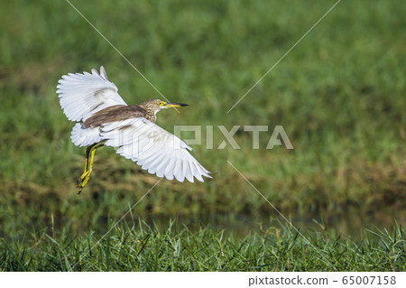 Indian pond heron in Arugam bay lagoon, Sri Lanka 65007158
