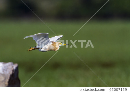 Indian pond heron in Arugam bay lagoon, Sri Lanka Indian pond heron in Arugam bay lagoon, Sri Lanka 65007159