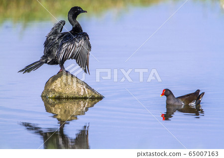 Little cormorant and Common moorhen in Arugam bay Little cormorant and Common moorhen in Arugam bay 65007163