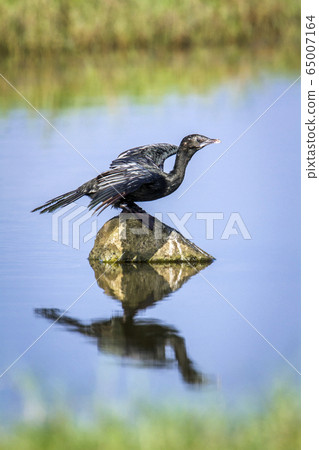 Little cormorant in Arugam bay lagoon, Sri Lanka 65007164