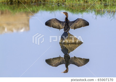 Little cormorant in Arugam bay lagoon, Sri Lanka Little cormorant in Arugam bay lagoon, Sri Lanka 65007170