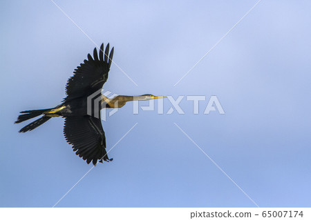 Oriental Darter in Arugam bay lagoon, Sri Lanka 65007174