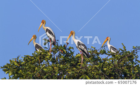 Painted Stork in Arugam bay lagoon, Sri Lanka 65007176