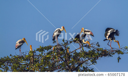 Painted Stork in Arugam bay lagoon, Sri Lanka Painted Stork in Arugam bay lagoon, Sri Lanka 65007178