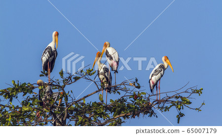 Painted Stork in Arugam bay lagoon, Sri Lanka 65007179