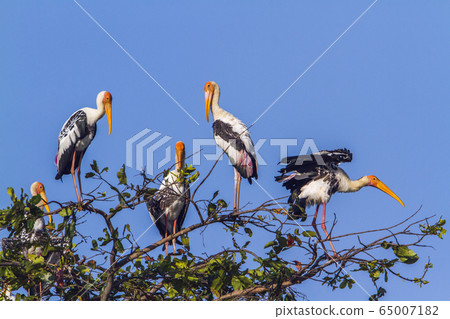 Painted Stork in Arugam bay lagoon, Sri Lanka 65007182