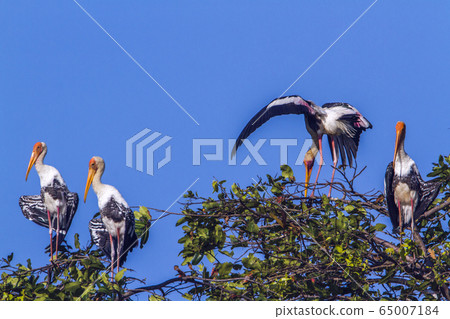 Painted Stork in Arugam bay lagoon, Sri Lanka 65007184