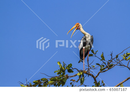 Painted Stork in Arugam bay lagoon, Sri Lanka 65007187