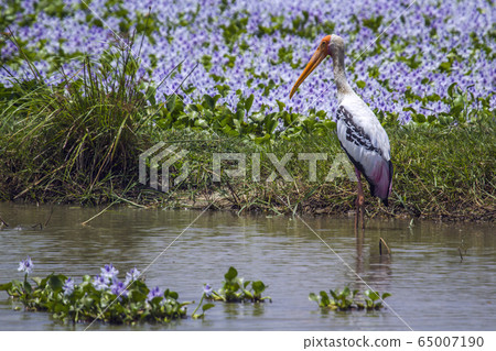 Painted Stork in Arugam bay lagoon, Sri Lanka 65007190