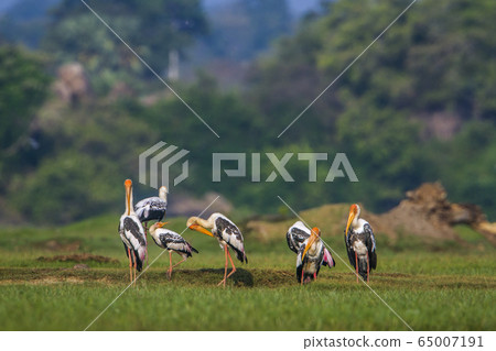 Painted Stork in Arugam bay lagoon, Sri Lanka 65007191