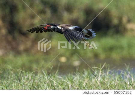 Red wattled lapwing in Arugam bay lagoon, Sri 65007192
