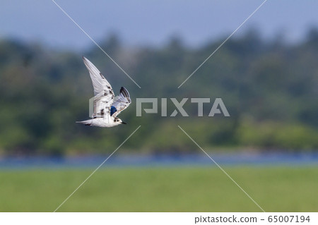 Whiskered Tern in Arugam bay lagoon, Sri Lanka 65007194