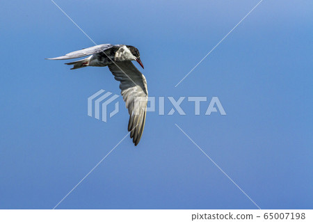 Whiskered Tern in Arugam bay lagoon, Sri Lanka Whiskered Tern in Arugam bay lagoon, Sri Lanka 65007198