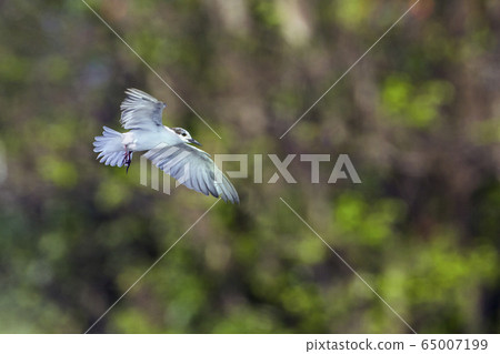 Whiskered Tern in Arugam bay lagoon, Sri Lanka 65007199