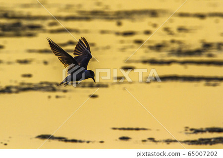 Whiskered Tern in Arugam bay lagoon, Sri Lanka 65007202