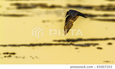 Whiskered Tern in Arugam bay lagoon, Sri Lanka 65007203