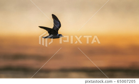 Whiskered Tern in Arugam bay lagoon, Sri Lanka Whiskered Tern in Arugam bay lagoon, Sri Lanka 65007205