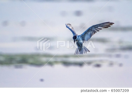 Whiskered Tern in Arugam bay lagoon, Sri Lanka 65007209