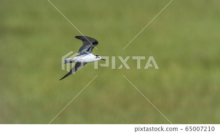 Whiskered Tern in Arugam bay lagoon, Sri Lanka 65007210